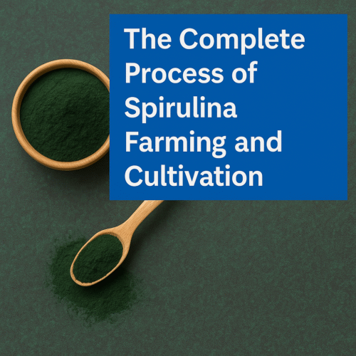 Process of Spirulina Farming and Cultivation Process of Spirulina Farming and Cultivation